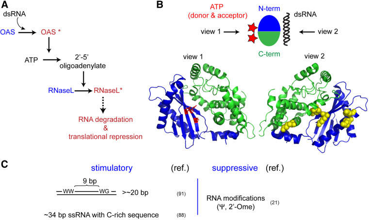 Fig. 4