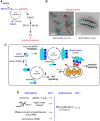 Fig. 7