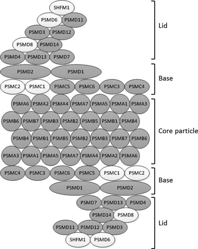 Fig. 7.