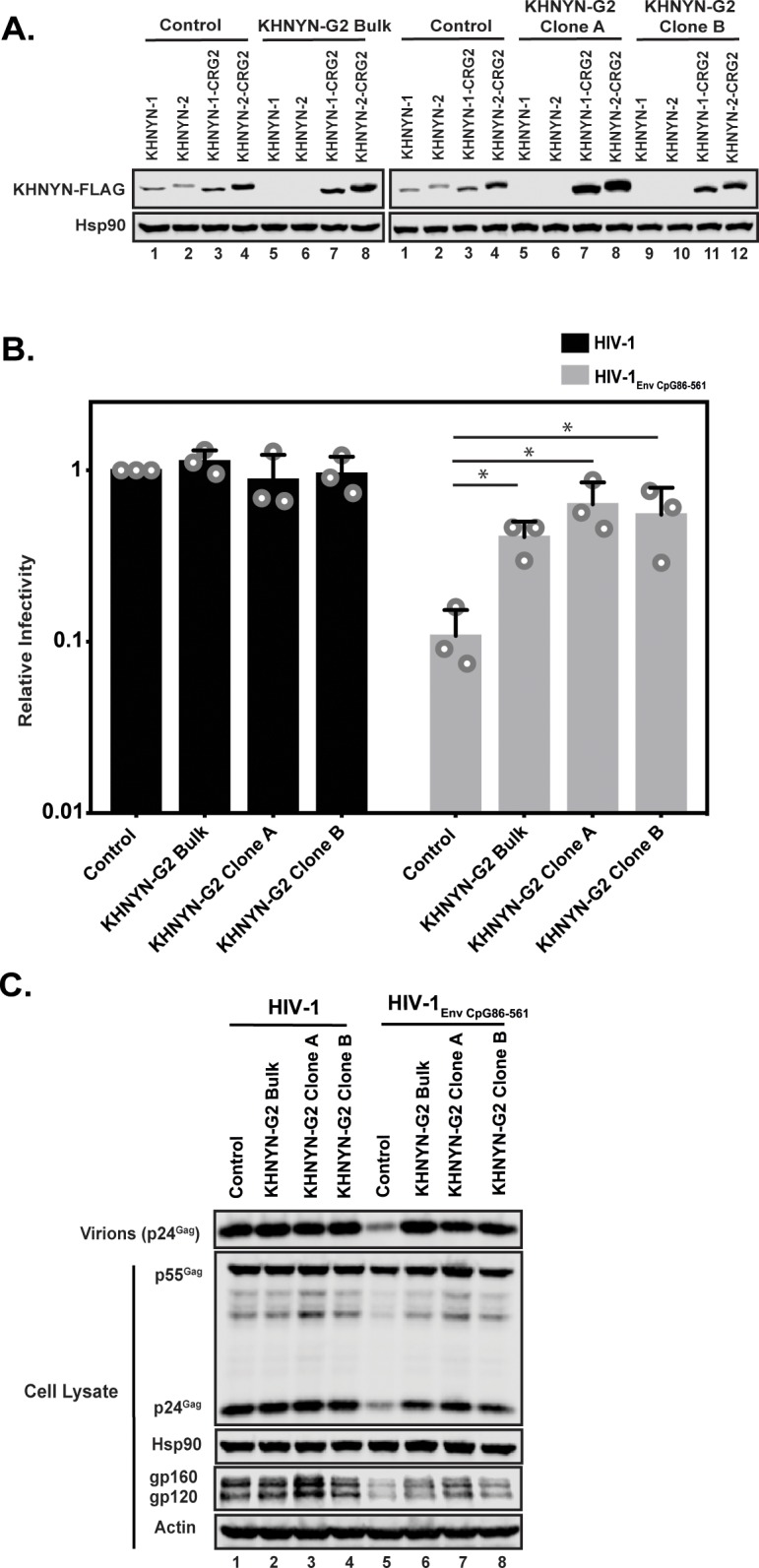 Figure 7—figure supplement 1.