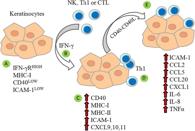 FIG 1