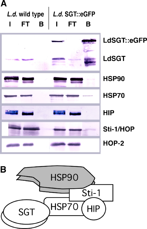 Fig. 7