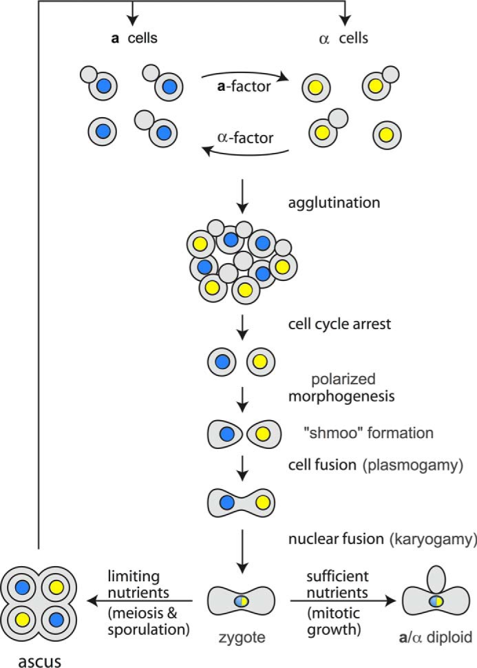 FIGURE 1.