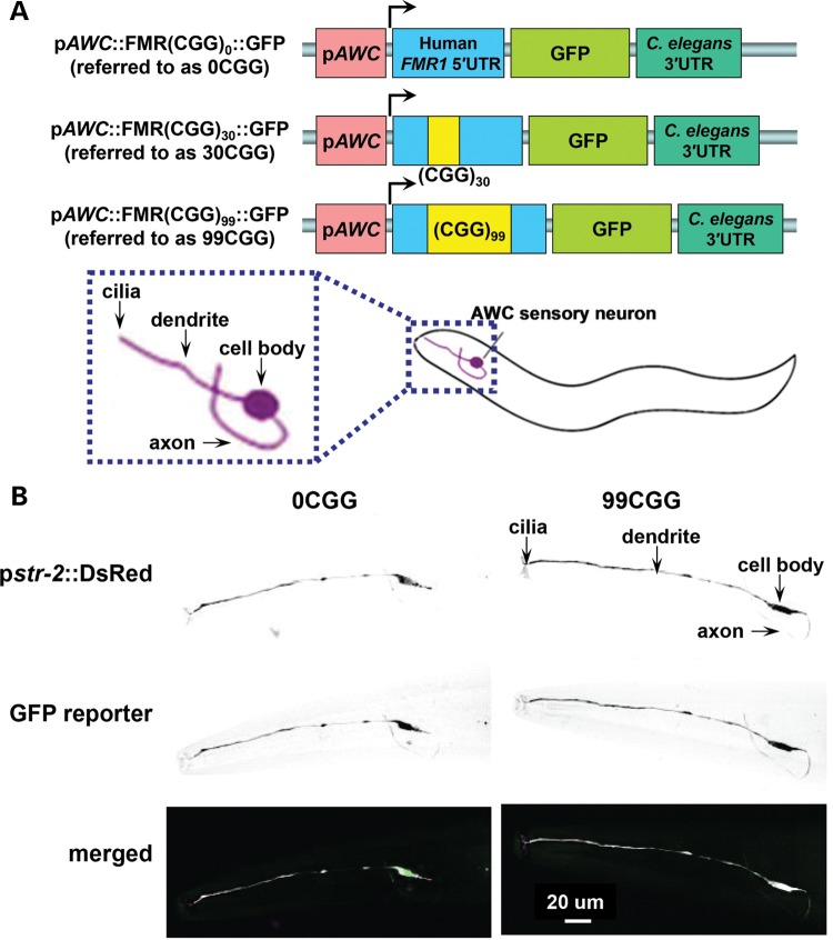 Figure 1.