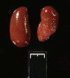 Fig. 5