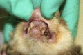 Fig. 7