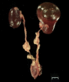 Fig. 6