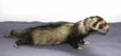 Fig. 3