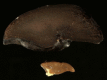 Fig. 8