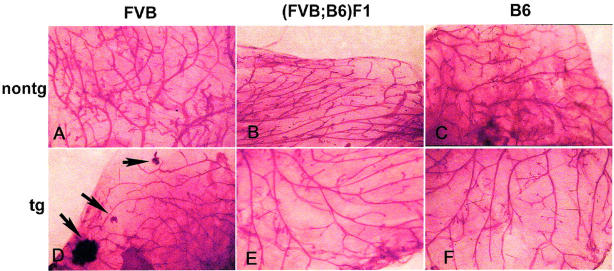 Figure 7.