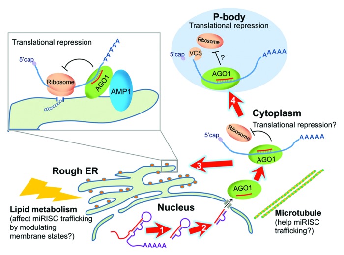 graphic file with name rna-10-1586-g1.jpg