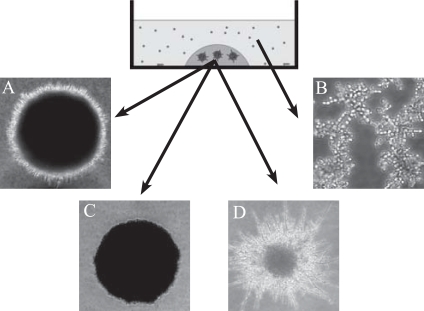 Fig. (1)