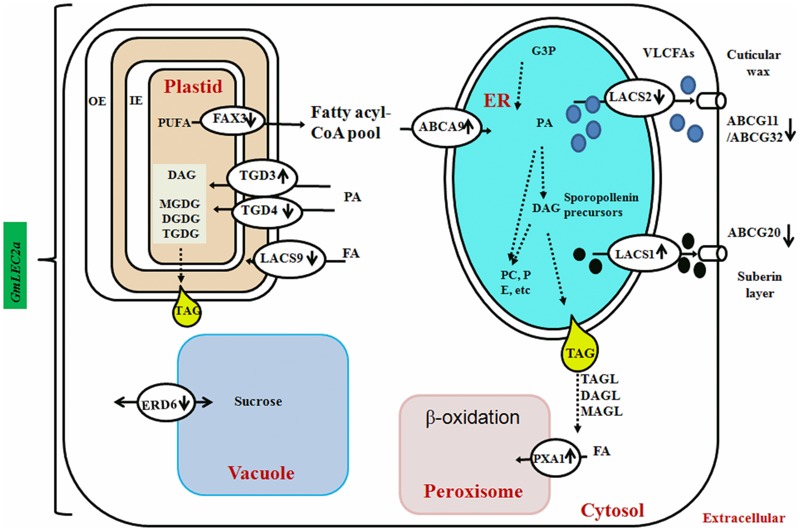 FIGURE 7