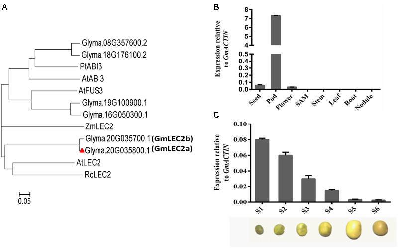 FIGURE 1