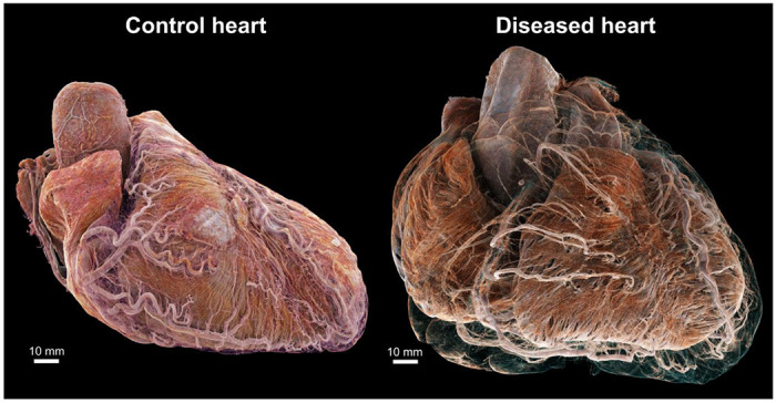 Fig. 1: