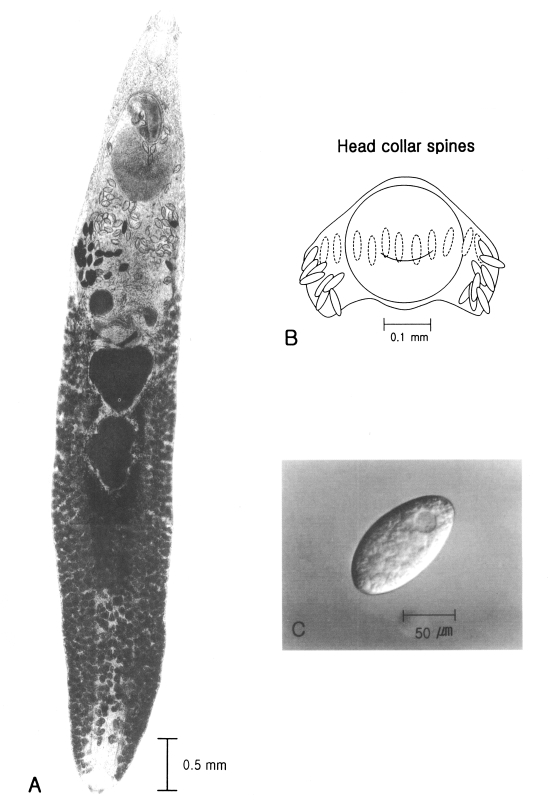 Fig. 2