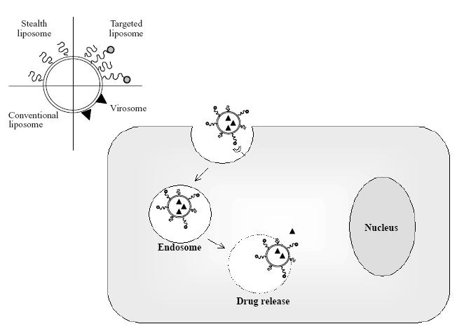 Stealth liposomes: review of the basic science, rationale, and clinical ...