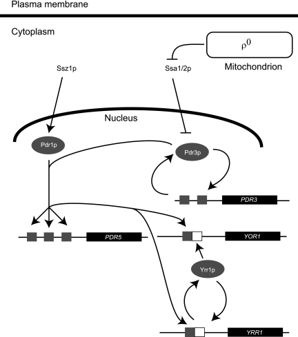 FIG. 1.