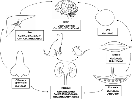 Fig. 1.