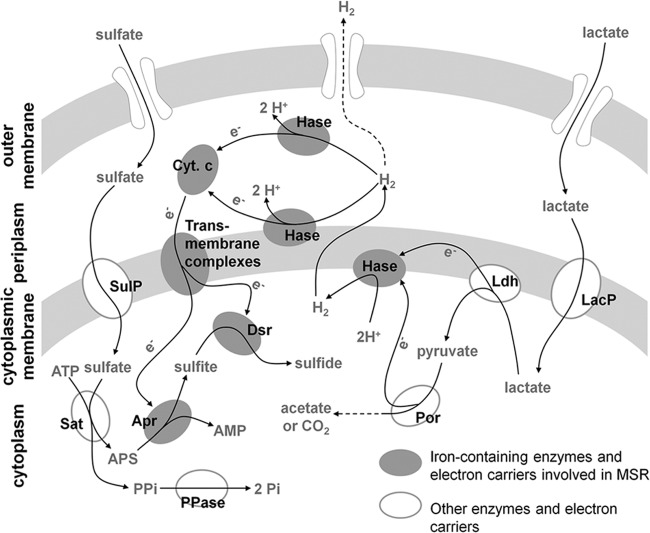 Fig 6