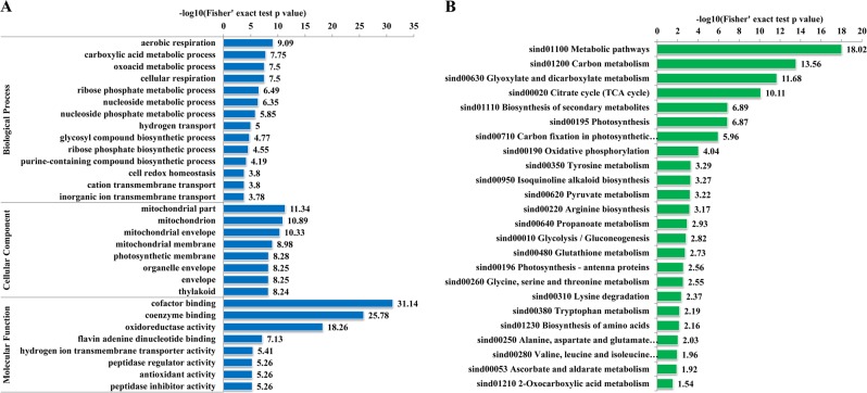 Global analysis of lysine succinylation in patchouli plant leaves - PMC