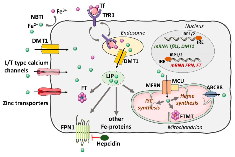 Figure 1