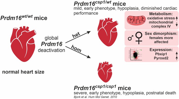 Graphical Abstract