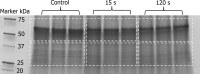 Fig 5
