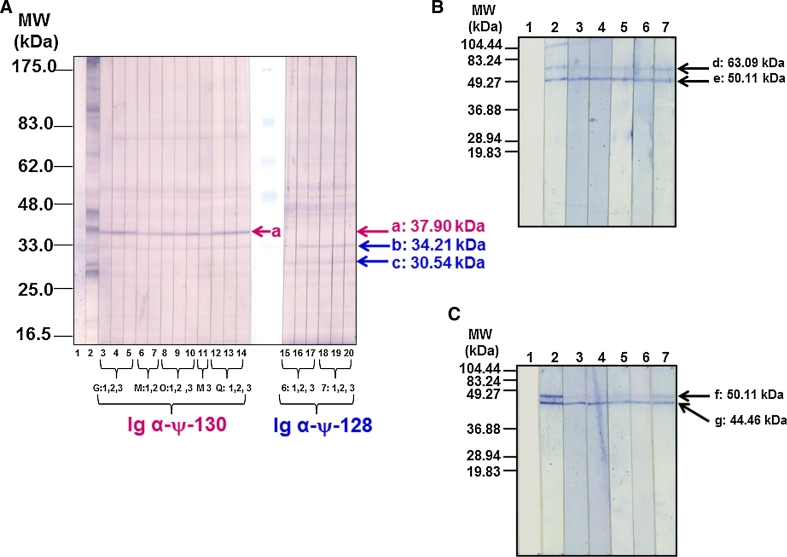 Fig. 8