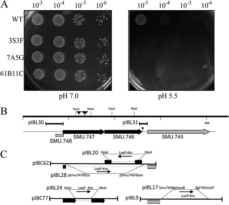 FIG 1