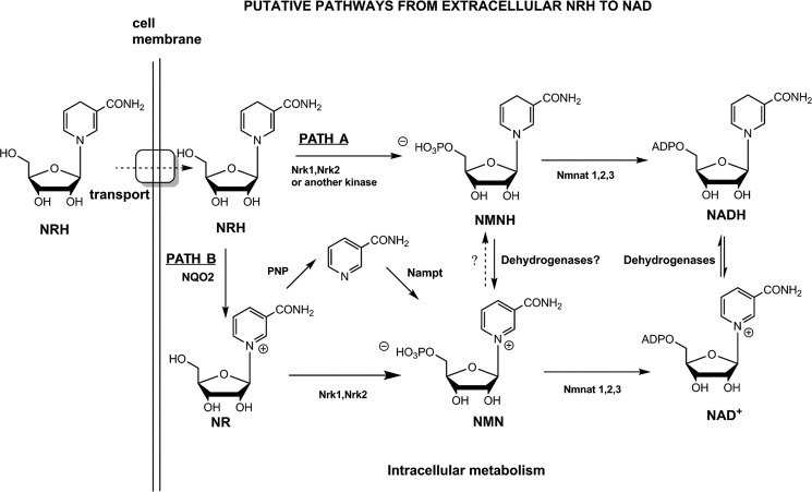 Figure 5.