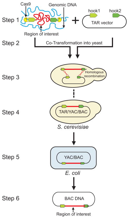 Fig. 1