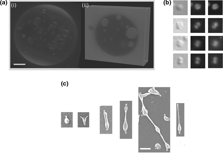 Fig. 5