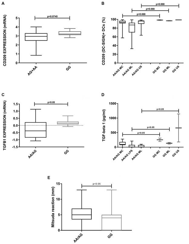 Functional effects of rs735240 SNV at CD209 gene in the immune response against Mycobacterium leprae. The expression of CD209 (DC-SIGN) and TGF-β1 according to the presence or absence of the allele A was evaluated in leprosy skin lesions (A and C) and monocyte-derived dendritic cells stimulated with M. leprae antigens (B and D). Besides, the response to the Mitsuda test in leprosy patients was analyzed in allele A carriers (n = 98) and non-carriers (n = 73). MC: DCs stimulated for 48 h with a specific maturation cocktail IL-1β (25 ng/mL), IL-6 (1,000 U/mL), tumor necrosis factor (50 ng/mL) and prostaglandin E2 (10-6 M); ML: DCs stimulated with sonicated antigen of M. leprae (10 μg/mL); US: unstimulated immature DCs. Mann-Whitney test was used to statistical analysis.