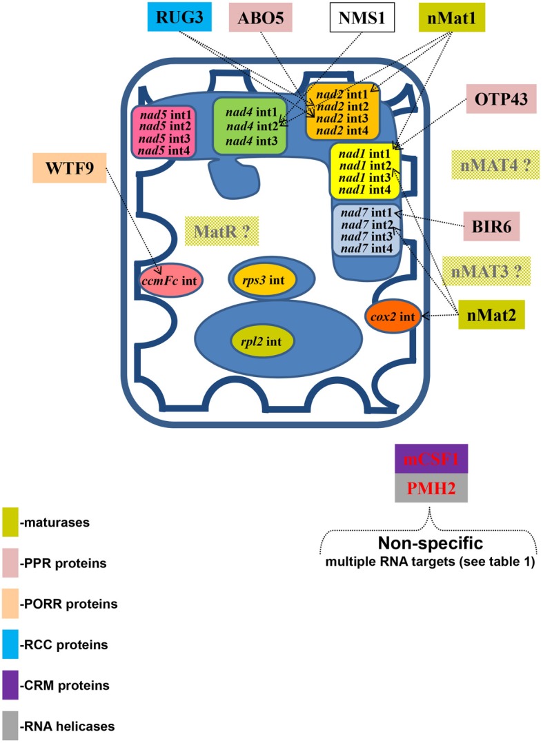 Figure 6