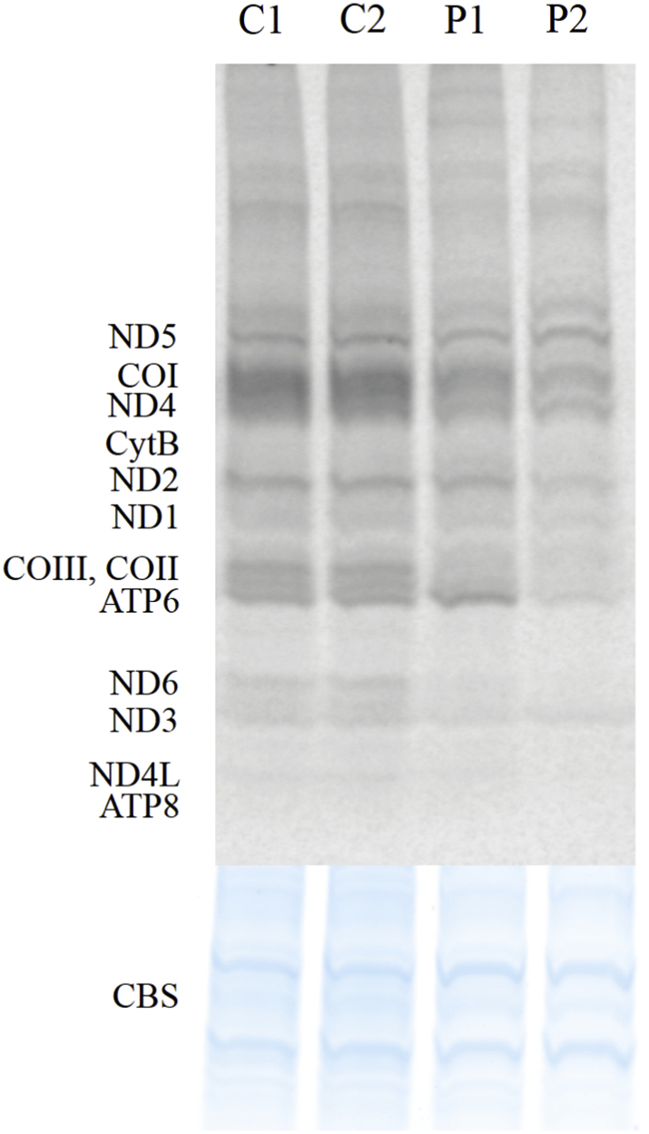 Fig. 5