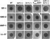 Fig 5
