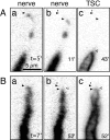 Fig. 10.