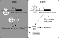 Figure 9.