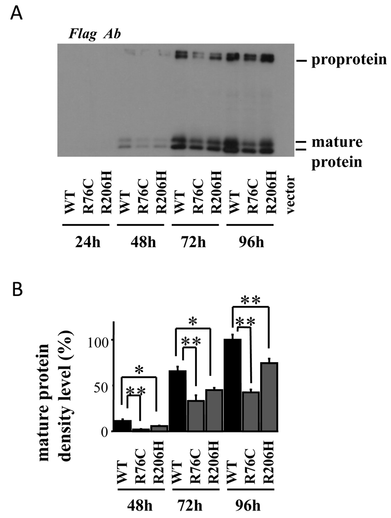 Fig. 5