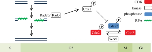 Figure 1.