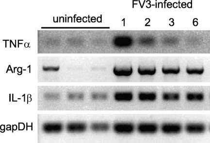 FIG. 6.