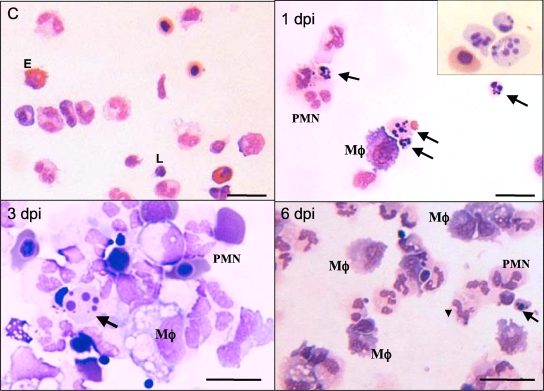 FIG. 2.