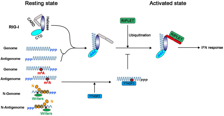 FIG 10