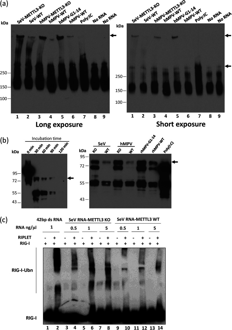 FIG 8