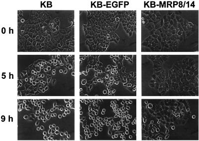 FIG. 3