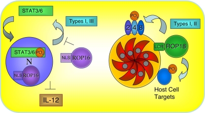 FIG. 2.