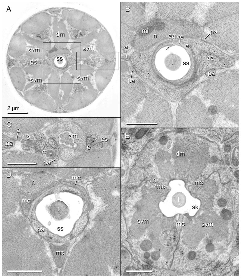 Fig. 5