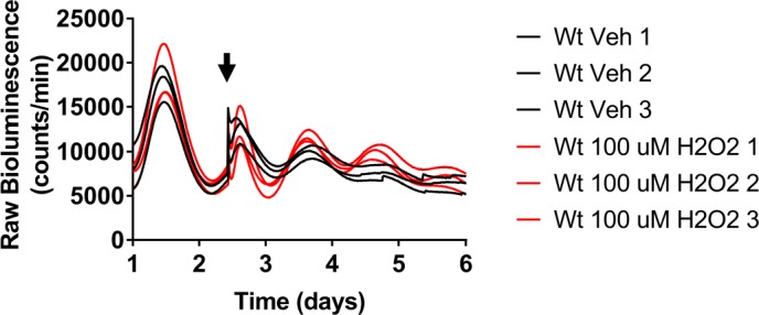 Figure 4—figure supplement 1.