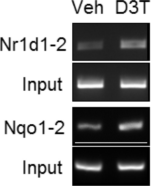 Figure 6—figure supplement 1.